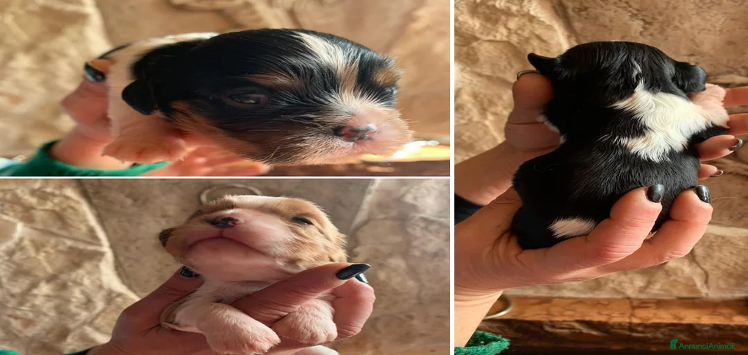 Immagine della galleria {{count}}