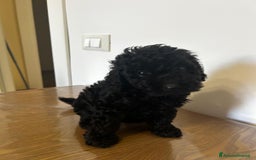 Barboncino cani in vendita: BARBONCINO a Provincia di Latina - Immagine 3