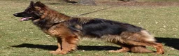 Pastore Tedesco cani in vendita: Pastore tedesco pelo lungo grigio. vera chicca. - Annuncio 5