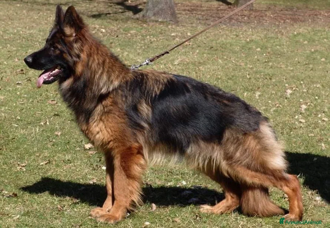 Pastore Tedesco cani in vendita: Pastore tedesco pelo lungo grigio. vera chicca. - Annuncio 5