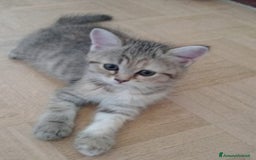 Scottish gatti in vendita: Gattini Scottish Straight  a Provincia di Modena - Immagine 13