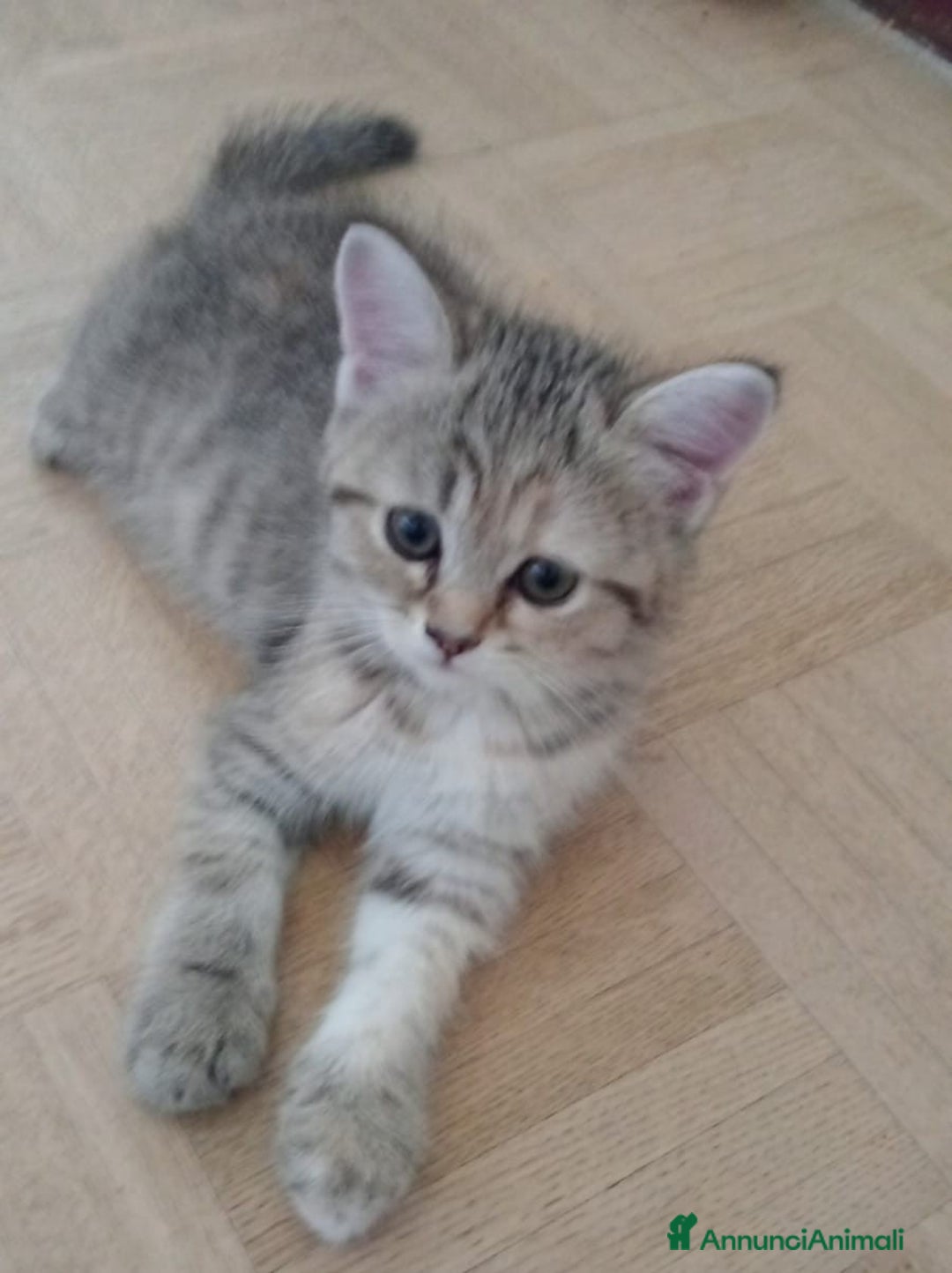 Scottish gatti in vendita: Gattini Scottish Straight  a Provincia di Modena - Immagine 13