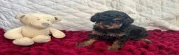 Barboncino Toy cani in vendita: Cuccioli Toy Poodle da Genitori Red e Phantom - Annuncio 3