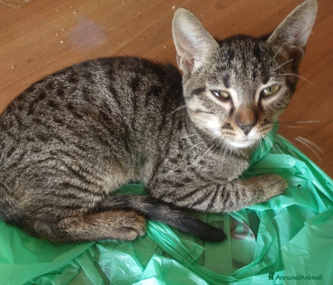 Meticcio gatti in regalo: Gattino 6 mesi in regalo - Annuncio 2