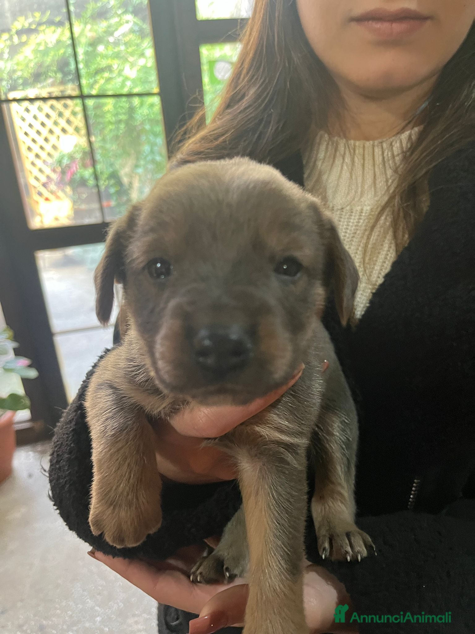 Meticcio cani Regalo cagnolino  - Annuncio 2