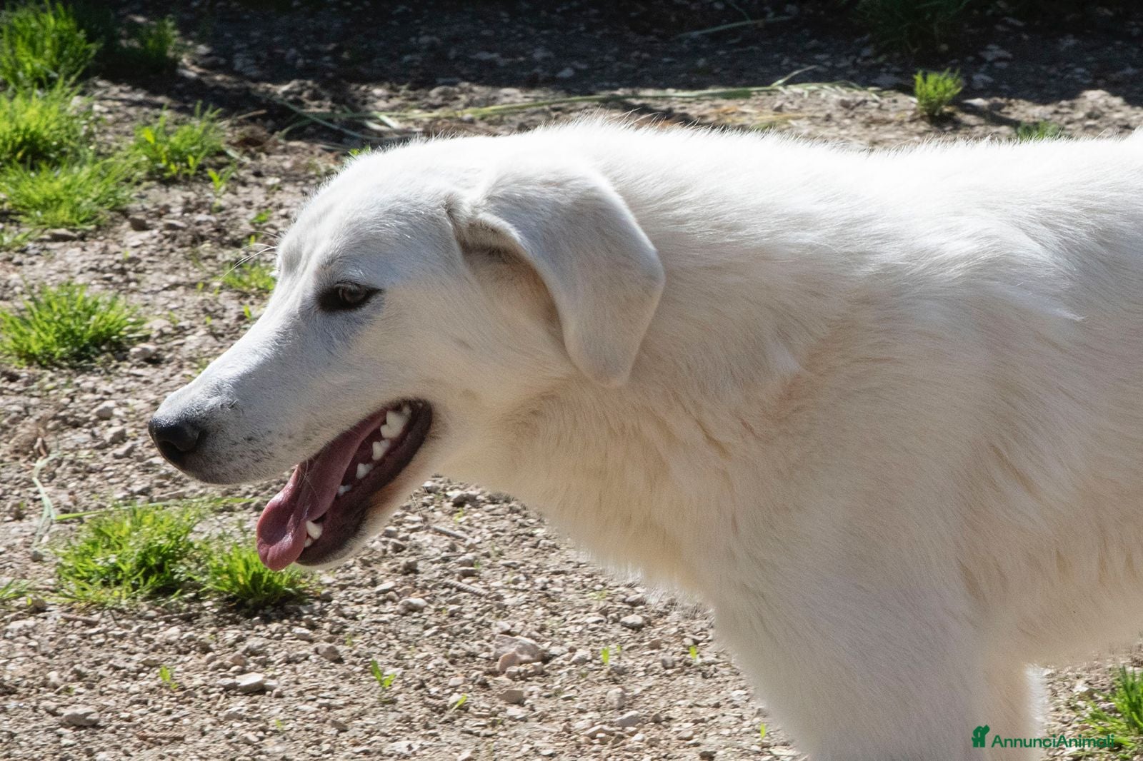 Meticcio cani ADOTTA IL TENERO DEMYR a Provincia di Modena - Annuncio 2
