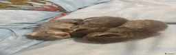 Scottish gatti in vendita: scottish maschietti a Provincia di Catanzaro - Annuncio 1
