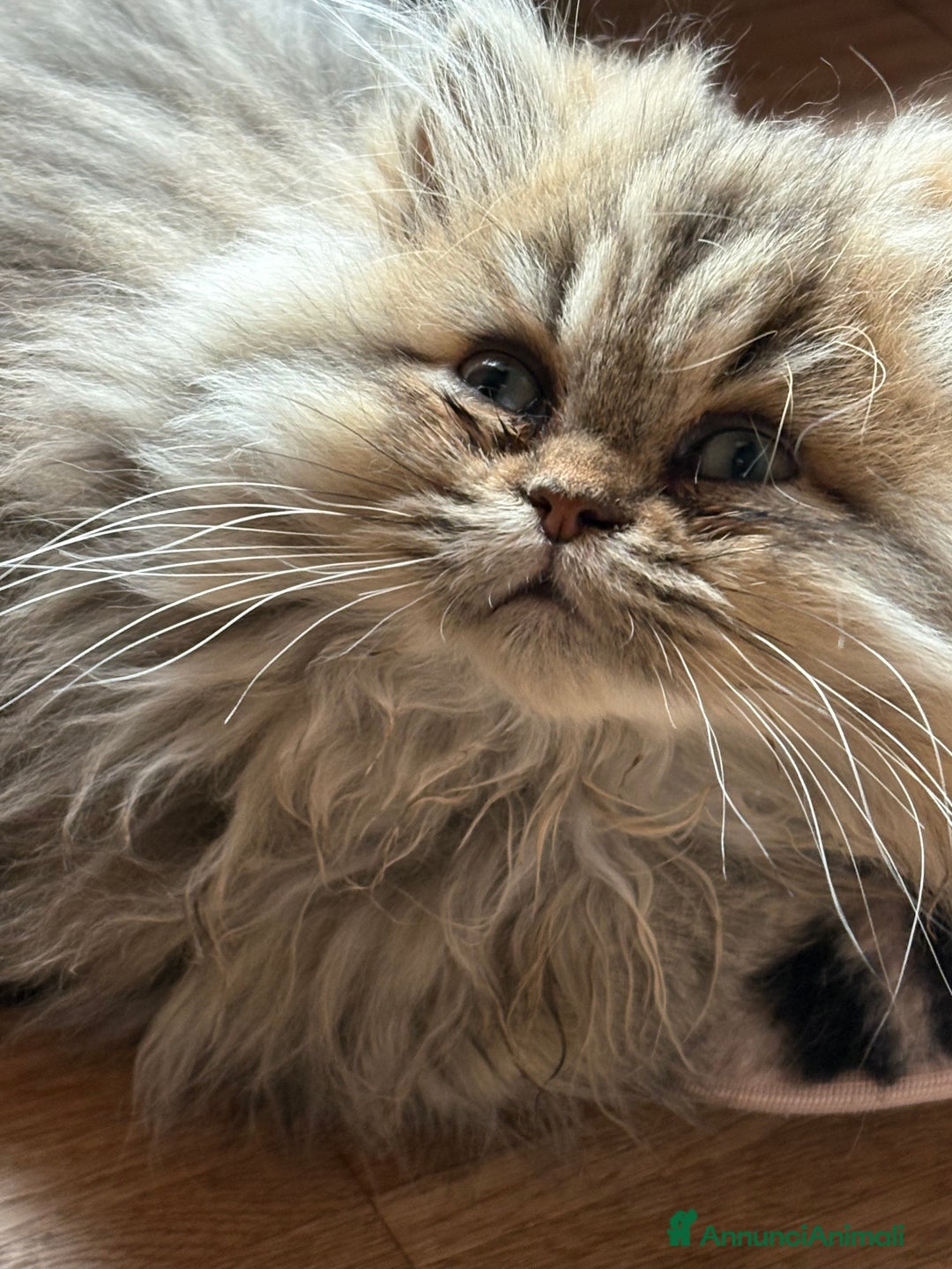 Persiano gatti in vendita: Maschietto persiano golden - Annuncio 4