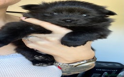 Volpino Pomerania cani in vendita: Volpino di Pomerania  - Immagine 4