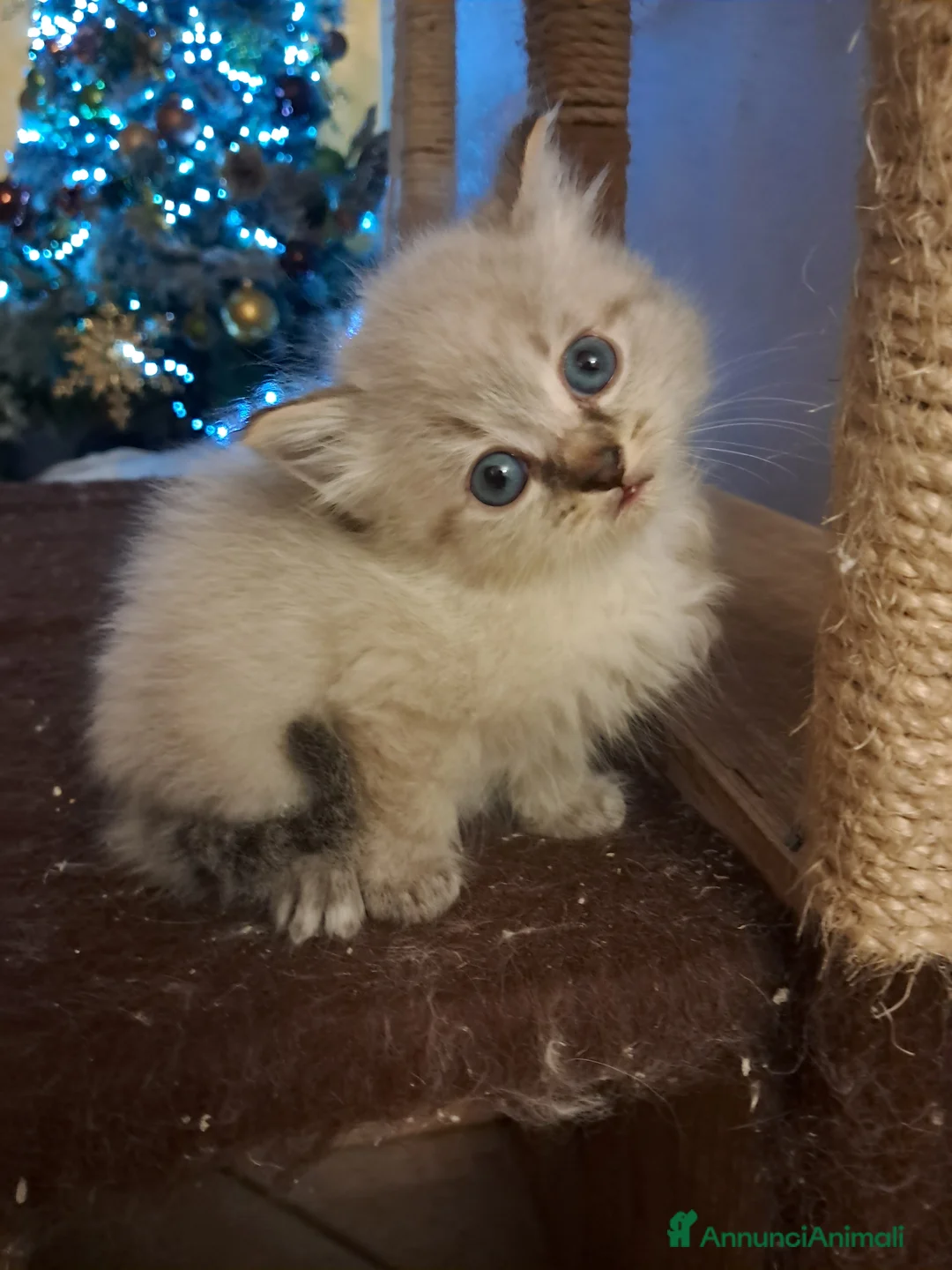 Siberiano gatti in vendita: Cuccioli simil siberiani neva - Annuncio 7