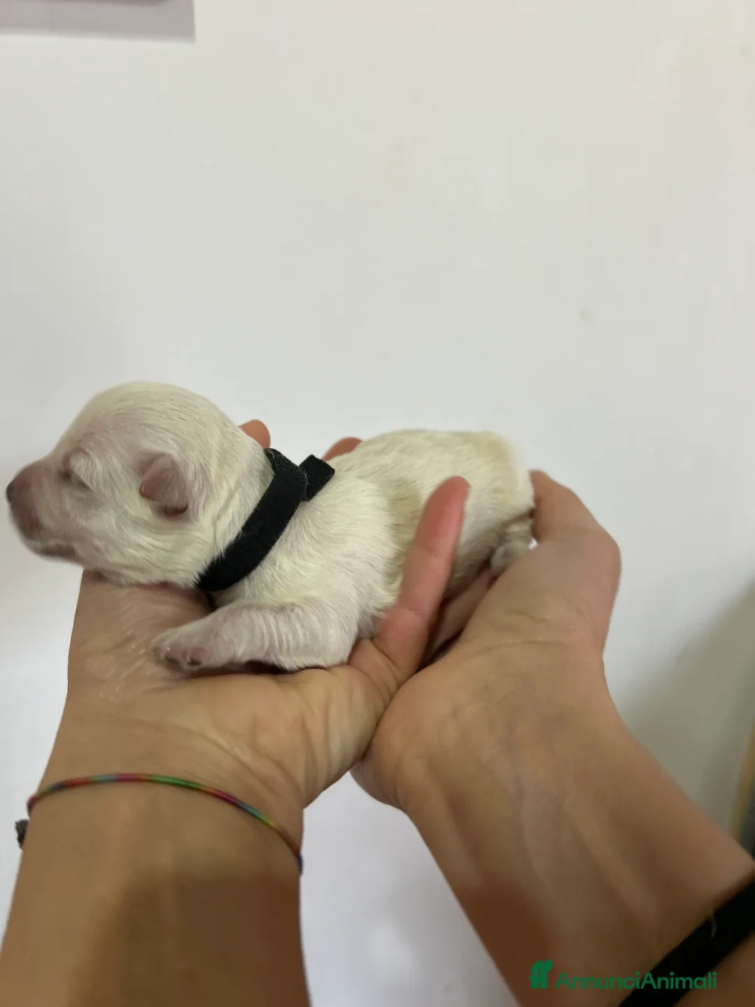 Maltese cani in vendita: Vendita maltese - Annuncio 2