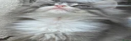 Siberiano gatti in vendita: cucciolo di gatto siberiano ipoallergico  - Annuncio 11