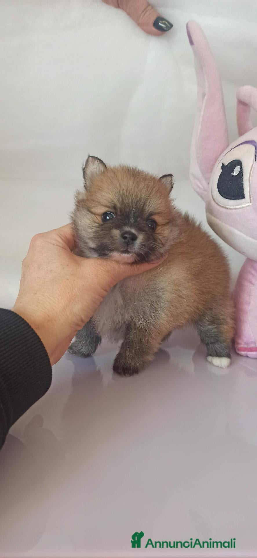 Spitz cani Spitz nano di Pomerania  - Annuncio 3