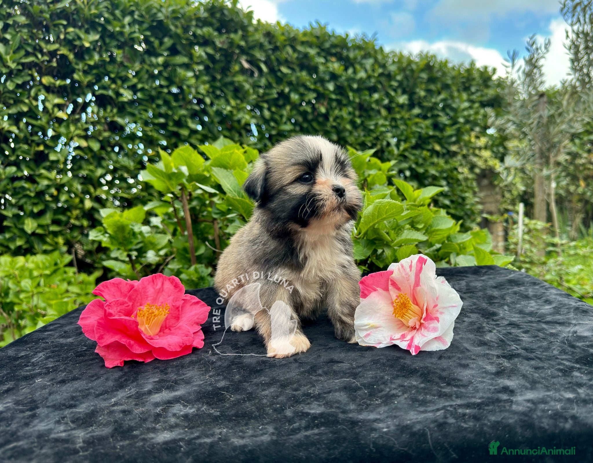 Maltipoo cani Barboncino Maltipoo Lhasa Apso Tre Quarti di Luna - Annuncio 6
