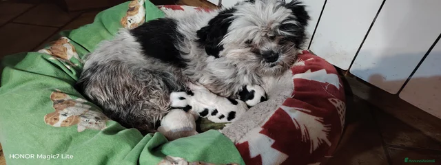 Lulù