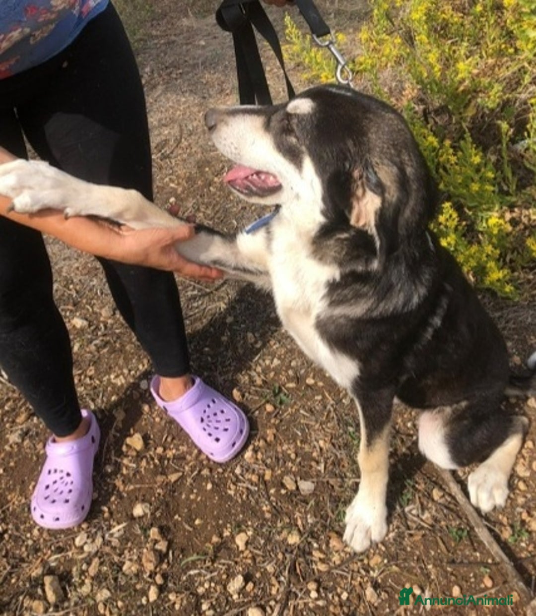 Meticcio cani in regalo: Mix Australian Shepherd 6mesi,buono,INVISIBILE!SOS - Annuncio 4