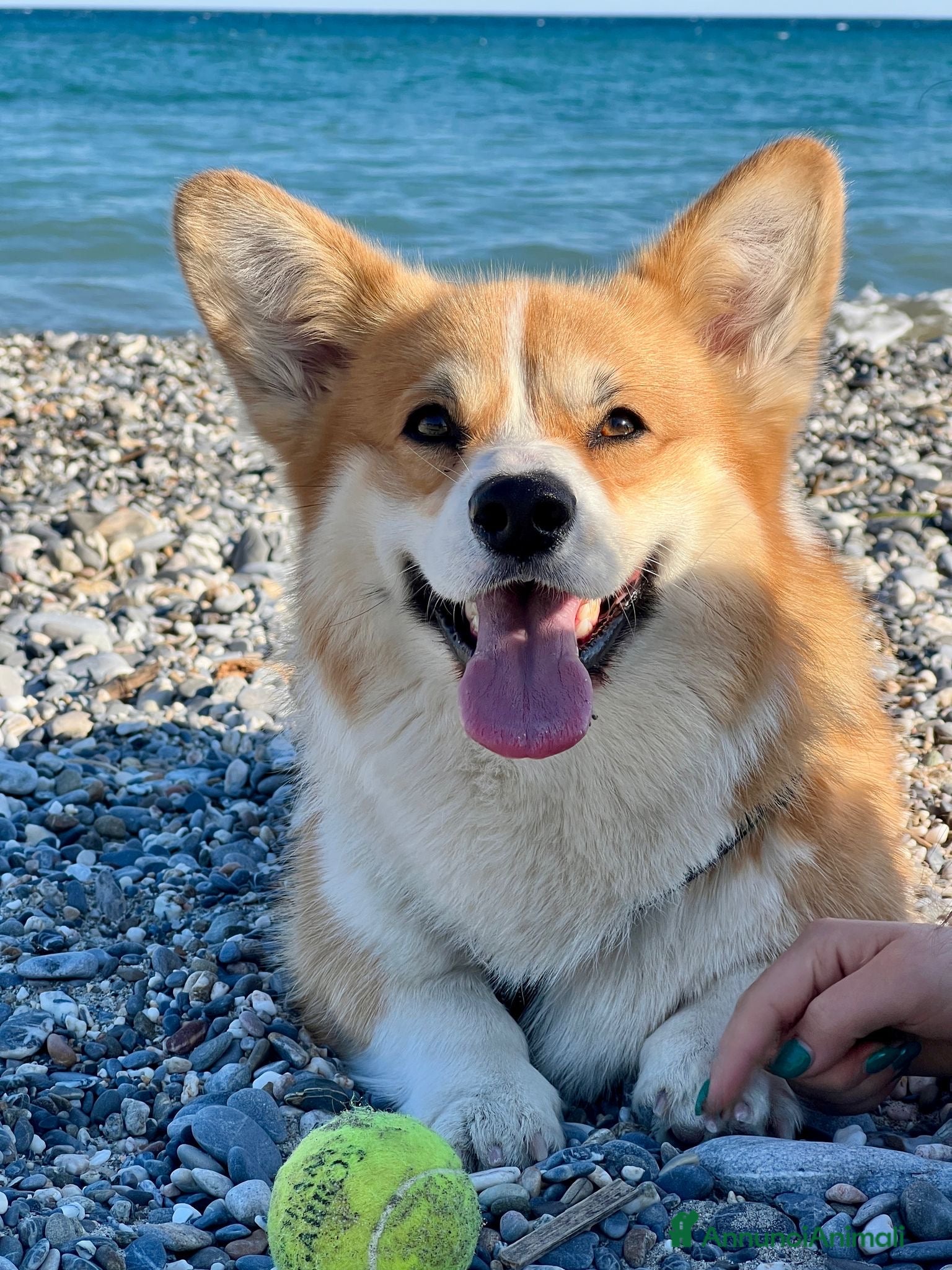 Corgi Pembroke cani Welsh Corgi Pembroke  - Annuncio 2