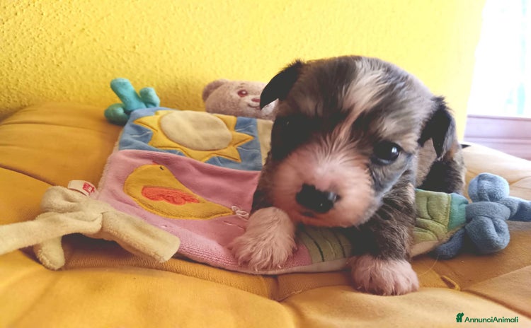 Yorkshire cani a Città Metropolitana di Torino - Annuncio 2