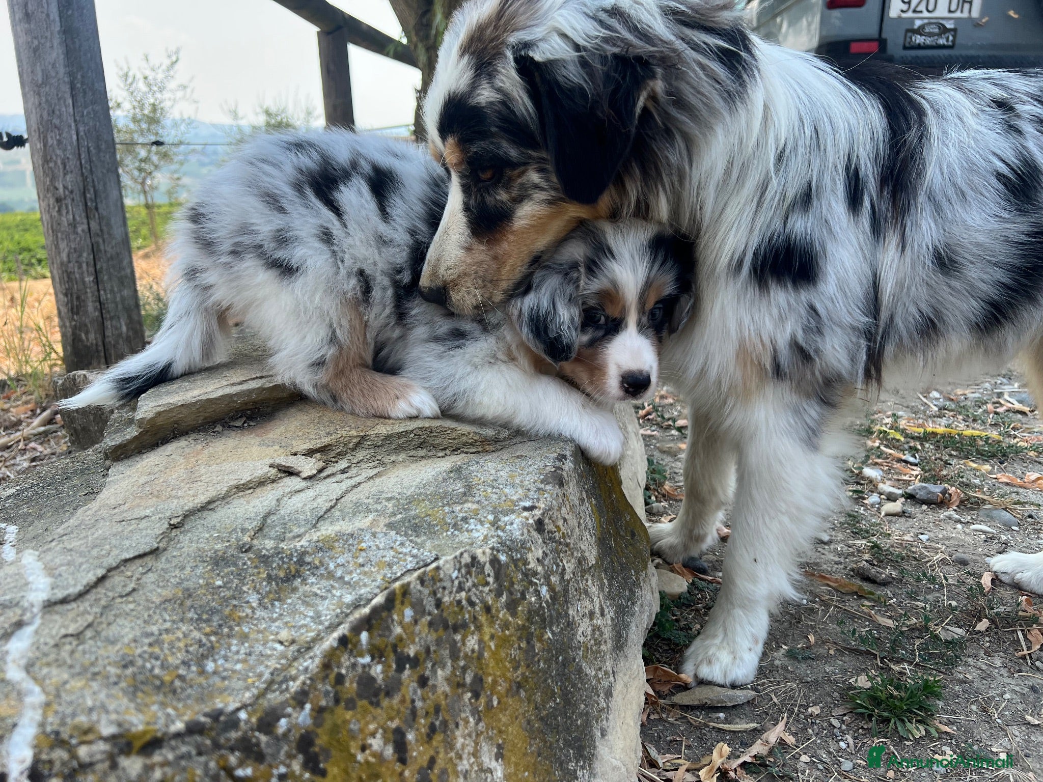 Australian Shepherd cani Australian shepherd maschio Blue merle  - Annuncio 2
