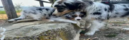 Australian Shepherd cani in vendita: Australian shepherd maschio Blue merle  - Annuncio 2