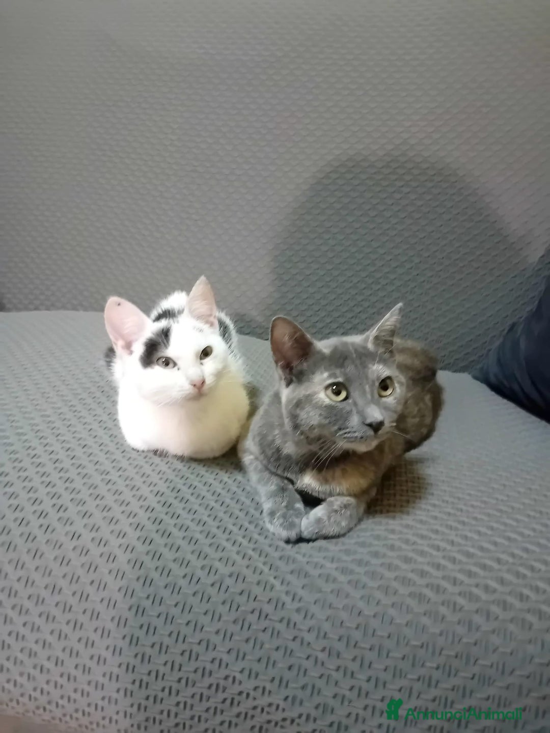 Meticcio gatti in regalo: BIANCO ASPETTA TE - Annuncio 5