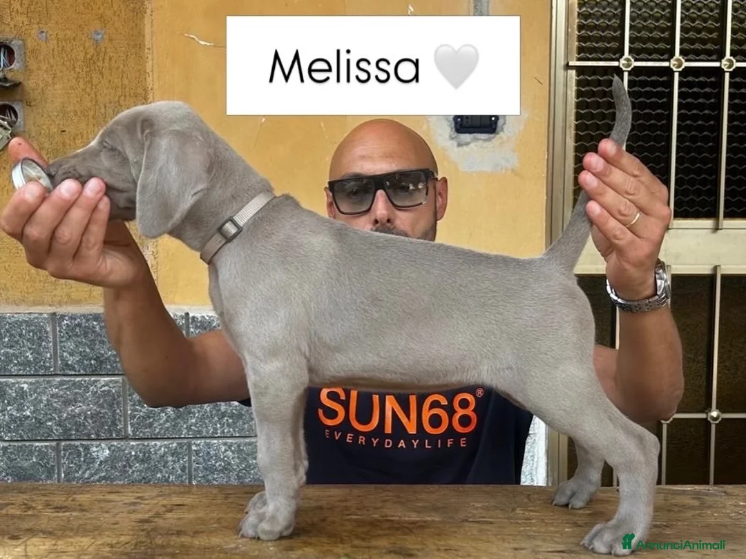 Weimaraner cani in vendita: Cucciolo di weimaraner  - Annuncio 2