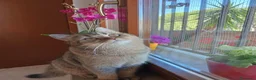 Scottish gatti per accoppiamento: Compagno di coccole  a Provincia di Pescara - Annuncio 2
