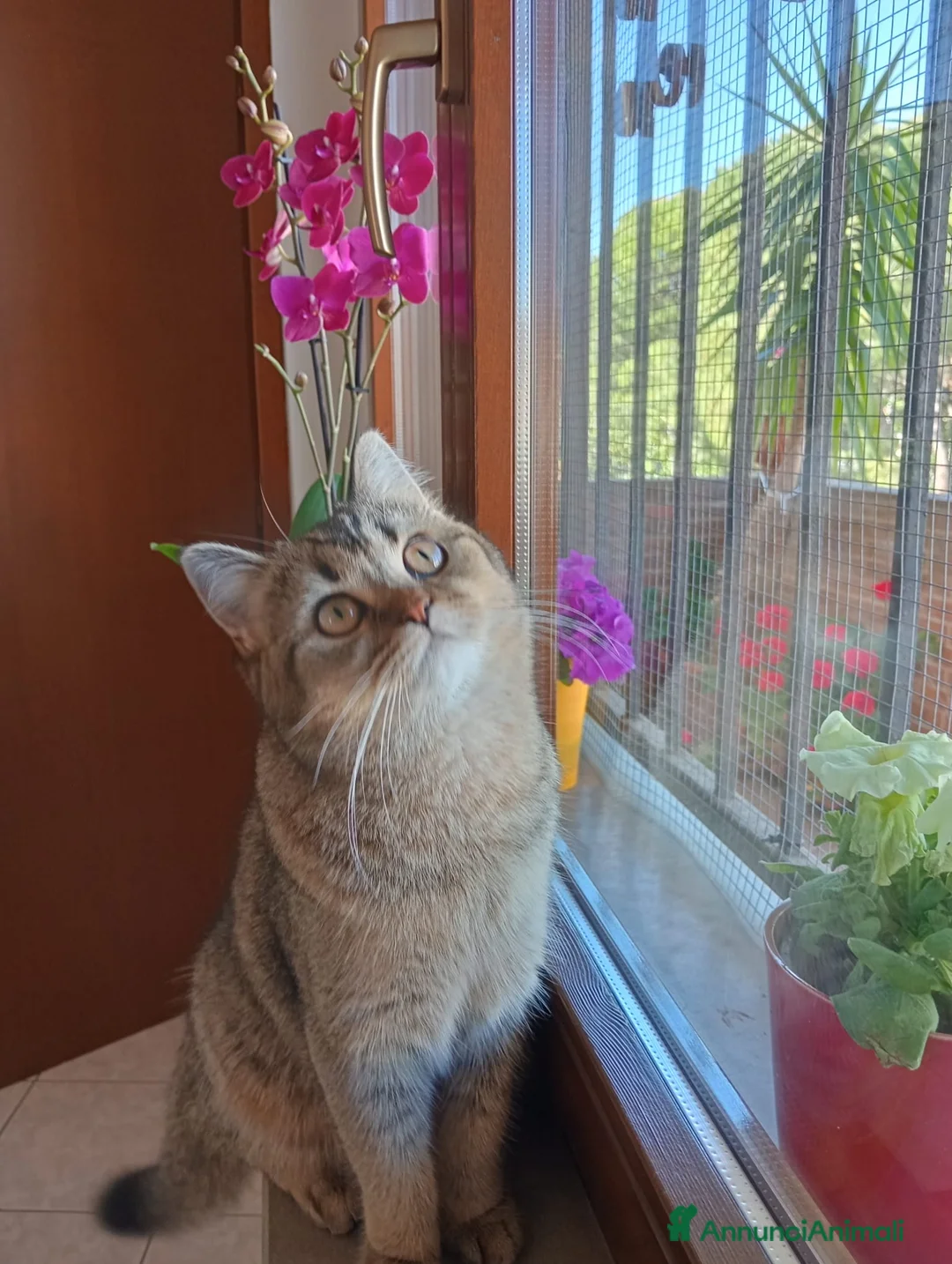 Scottish gatti per accoppiamento: Compagno di coccole  a Provincia di Pescara - Annuncio 2