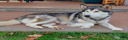 Alaskan Malamute cani in vendita: ALASKAN MALAMUTE ALTA GENEALOGIA - Annuncio 8