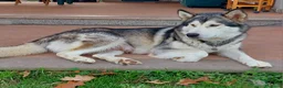 Alaskan Malamute cani in vendita: ALASKAN MALAMUTE ALTA GENEALOGIA - Annuncio 8
