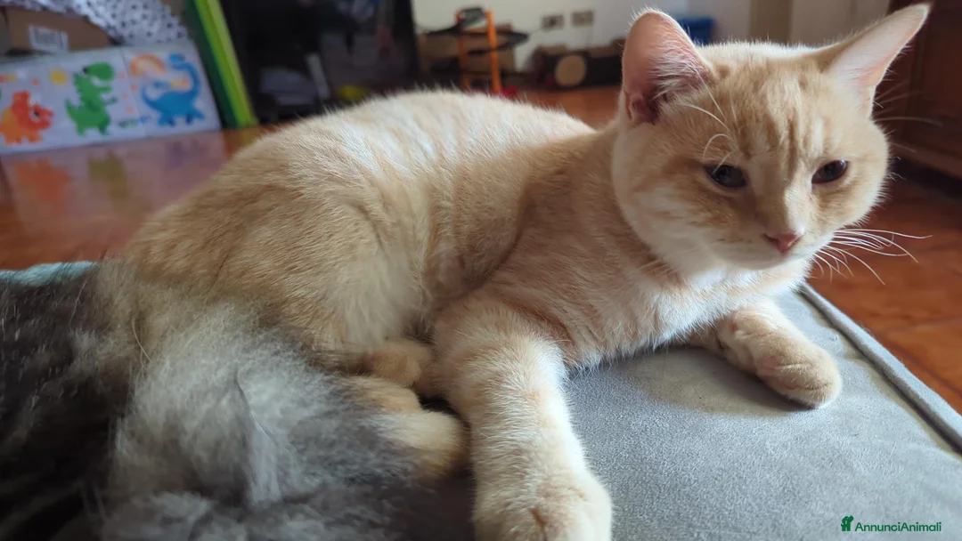 Scottish gatti in vendita: Schottish Paul  - Annuncio 2