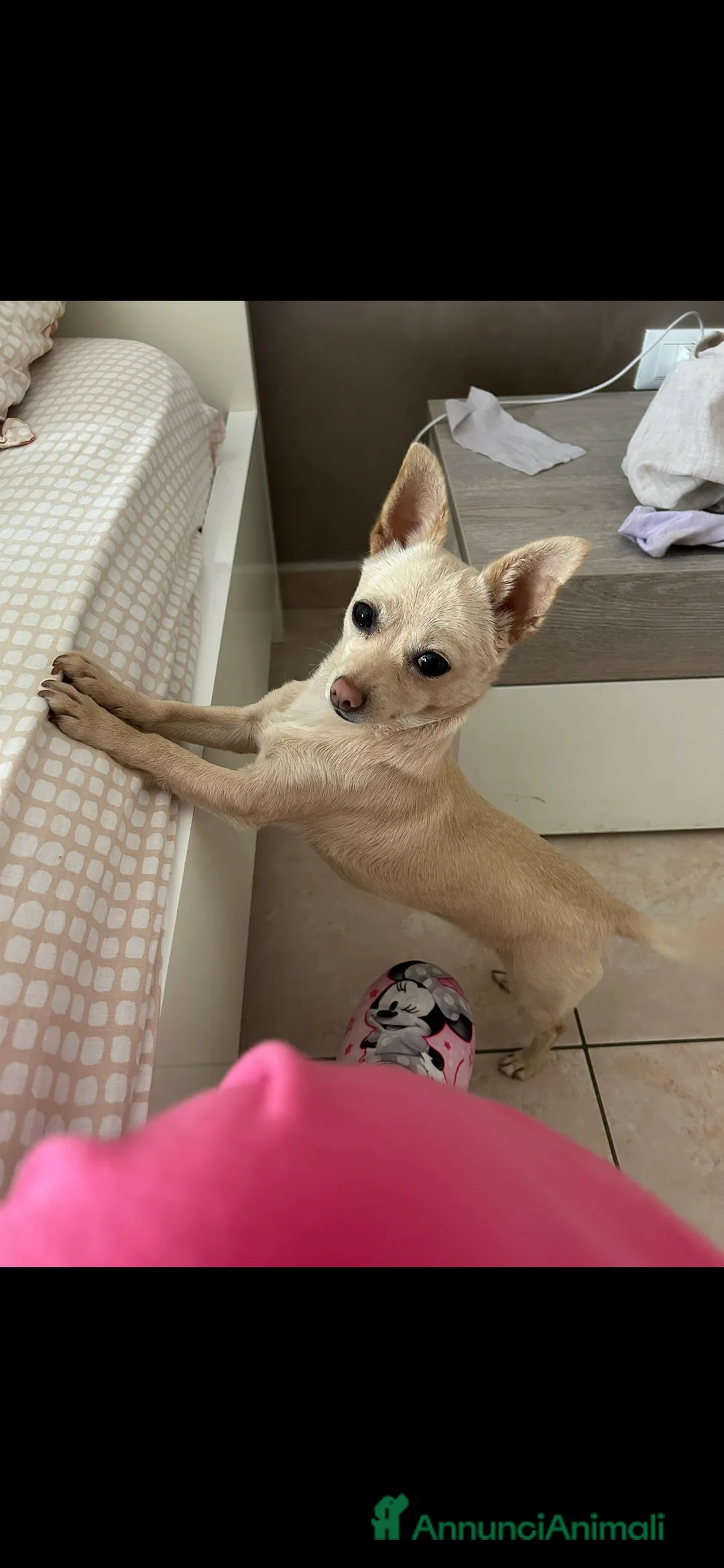 Chihuahua cani in regalo: Chihuahua deer head in regalo  - Annuncio 1