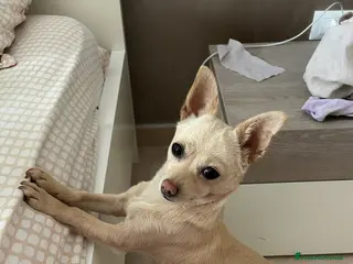 Chihuahua cani Chihuahua deer head in regalo - Annuncio 1