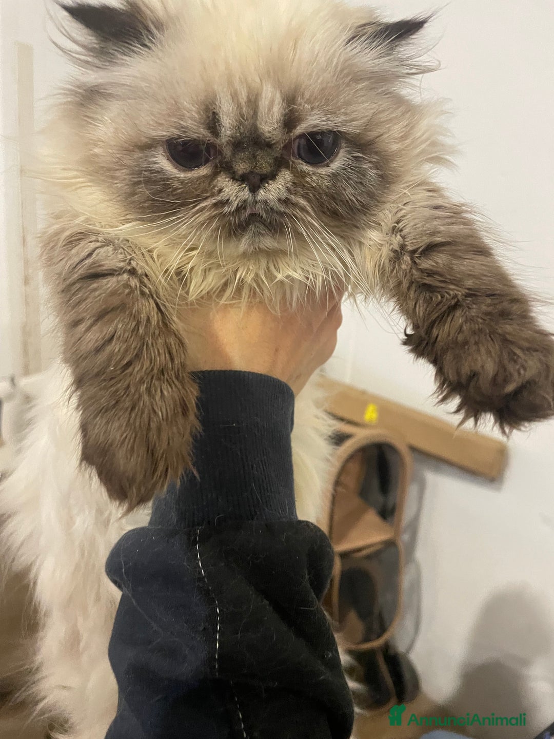 Persiano gatti in vendita: gatto persiano tabby point con pedigree Anfi - Annuncio 3