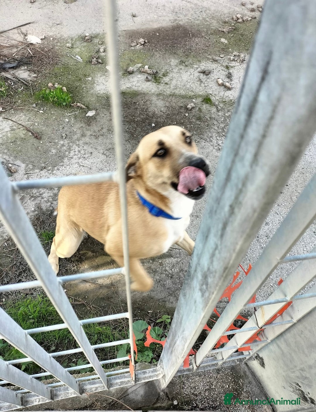 Meticcio cani in regalo: Aria.. la dolcezza fatta cane  - Annuncio 4