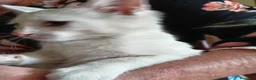 Europeo gatti in regalo: gattina cucciola bianca cerca casa🤍 - Annuncio 2