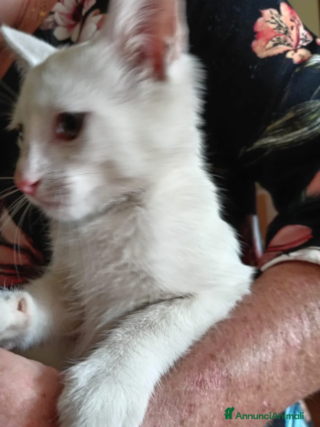 Europeo gatti in regalo: gattina cucciola bianca cerca casa🤍 - Annuncio 2