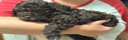 Lagotto cani in vendita: Cuccioli di Lagotto romagnolo a Provincia di Piacenza - Annuncio 4