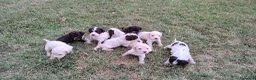 Lagotto cani in vendita: Lagotto Romagnolo con Pedigree - Annuncio 4