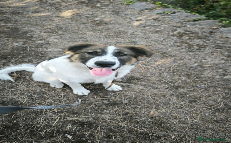 Altre razze cani - Annuncio 1