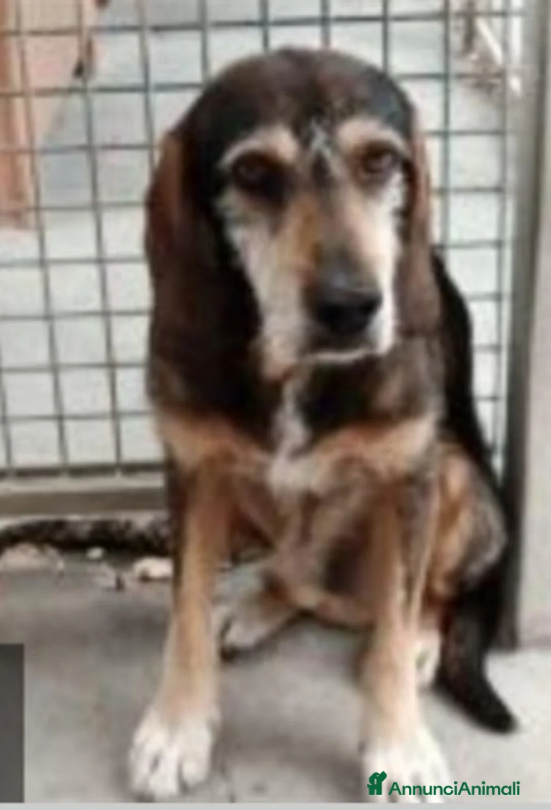 Meticcio cani in regalo: Segugino ENTRATO IN CANILE NEL 2012!! URBINO SOS a Città metropolitana di Milano - Annuncio 2