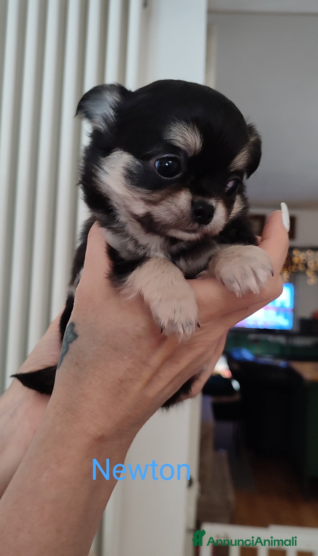 Chihuahua cani in vendita: Chihuahua cuccioli mini pedigree ENCI  - Annuncio 2