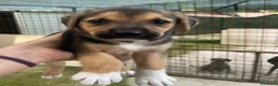 Meticcio cani in regalo: IL DOLCE TARZAN - Annuncio 4
