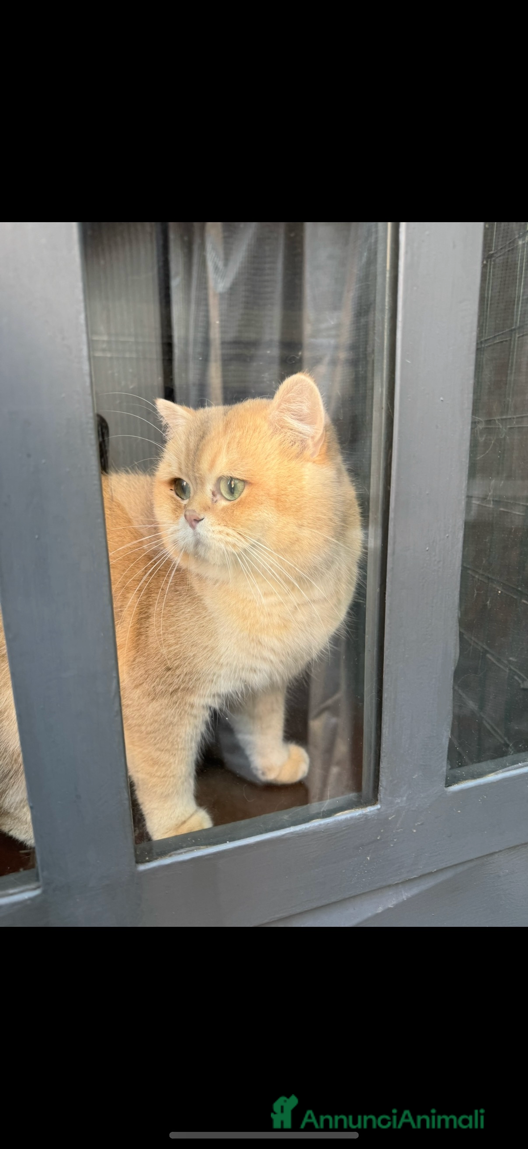 British gatti in vendita: British maschio chocolate Golden  - Annuncio 9