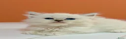 Ragdoll gatti in vendita: cuccioli ragdoll disponibili - Annuncio 2