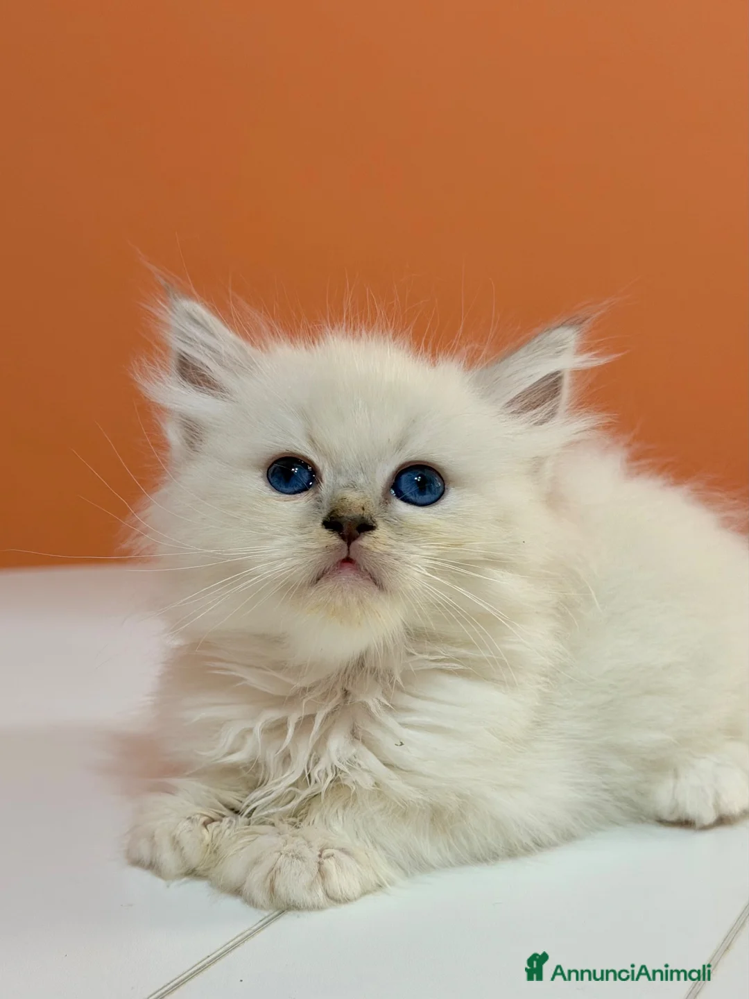 Ragdoll gatti in vendita: cuccioli ragdoll disponibili - Annuncio 2