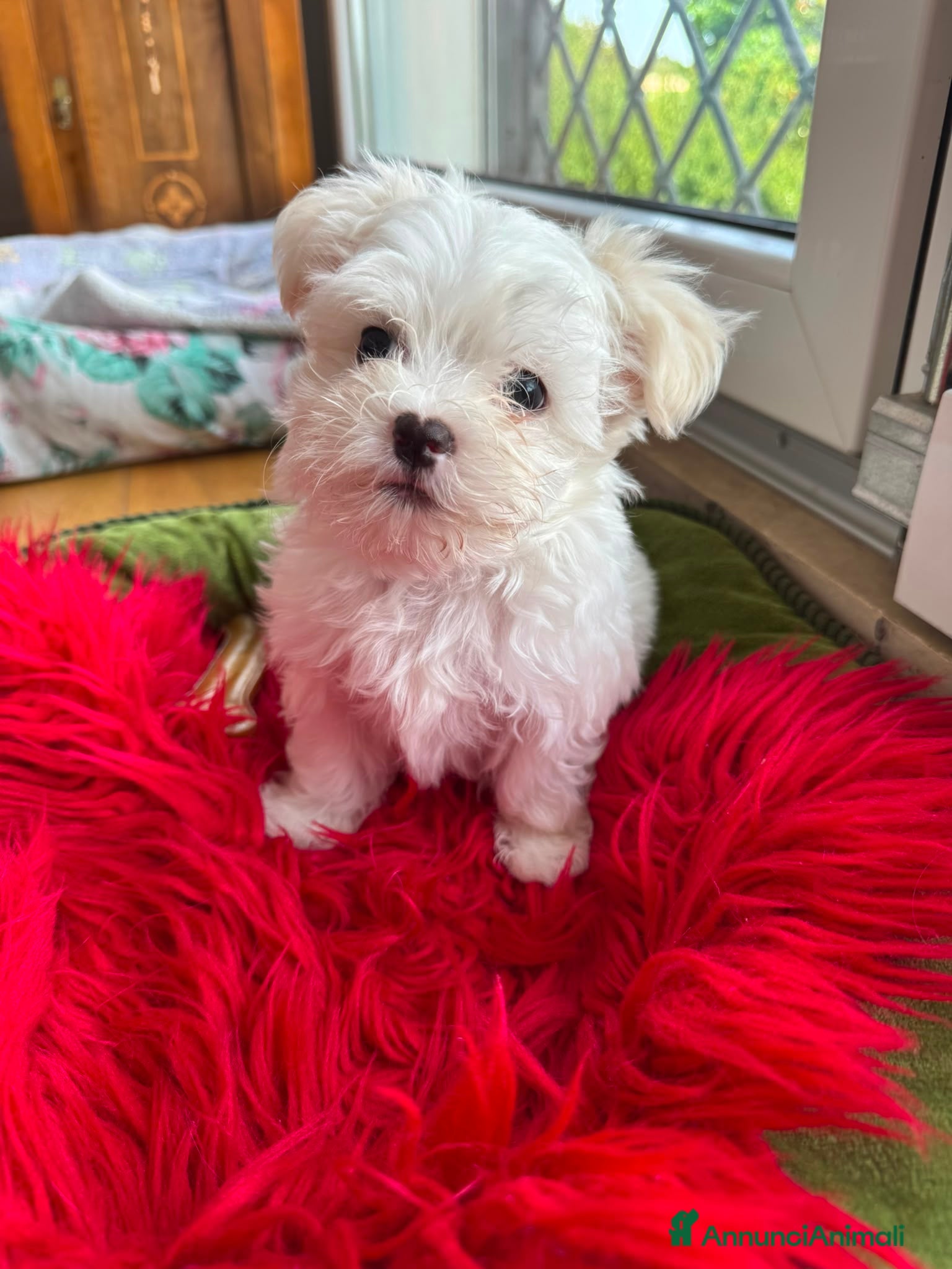 Maltese cani Maltese Toy - Annuncio 5