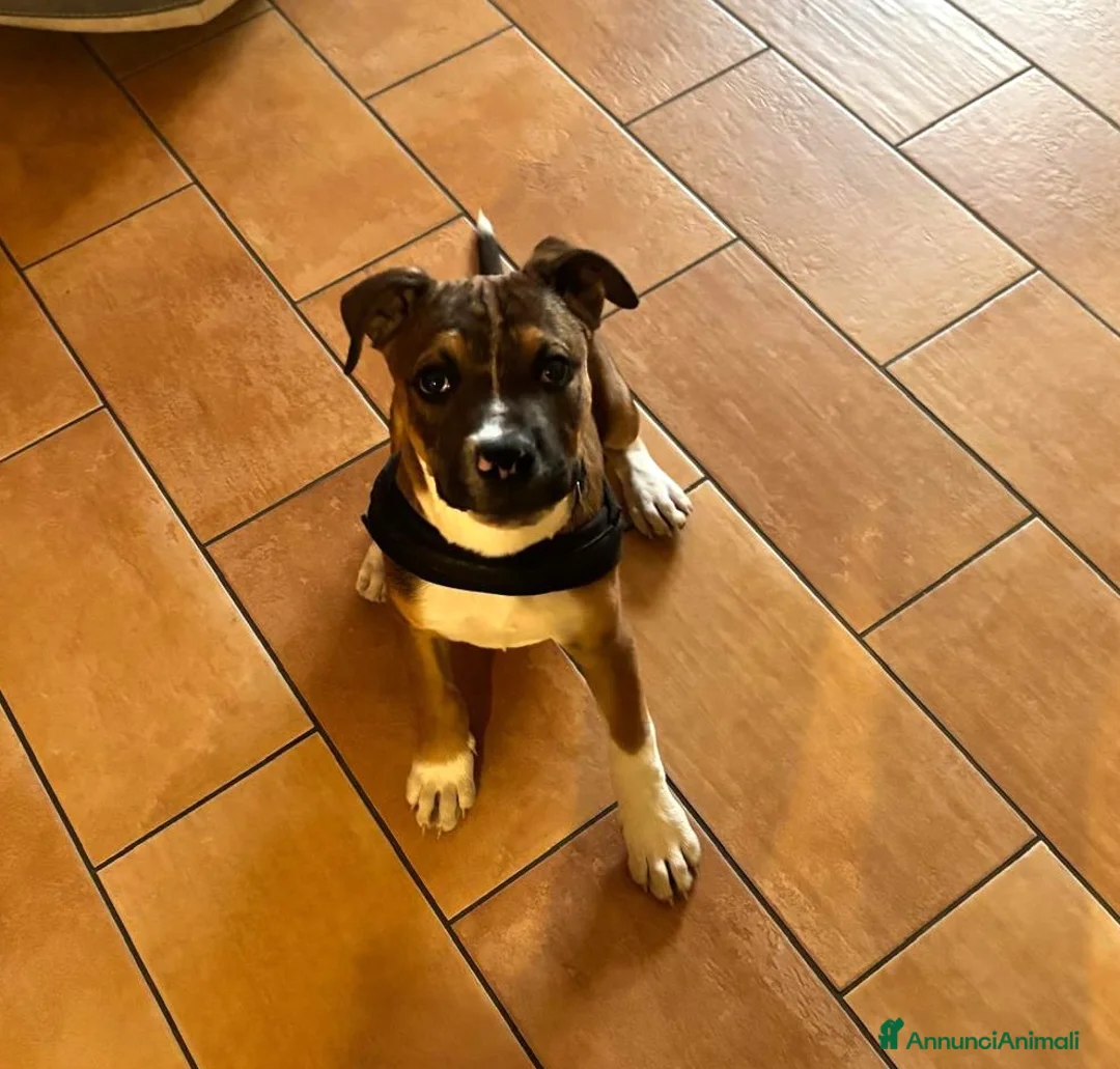 Pitbull cani in regalo: IL SIMPATICO CHOCO a Città metropolitana di Roma Capitale - Annuncio 2