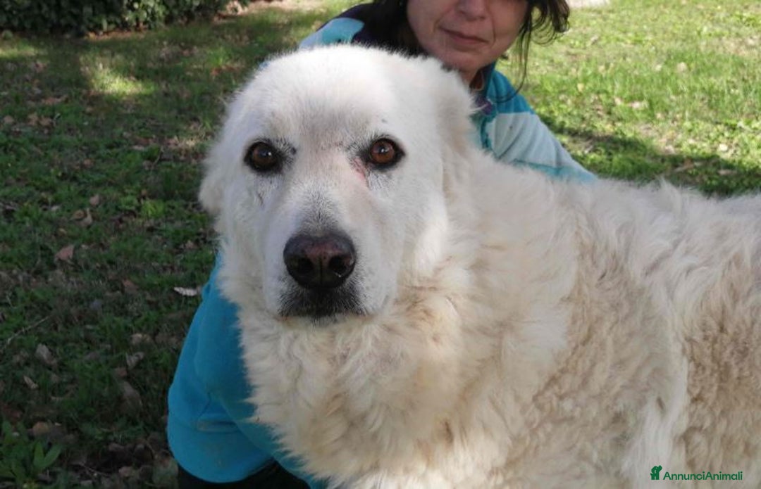 Meticcio cani in regalo: MINERVA UNA VITA DI STENTI, IN ADOZIONE - Annuncio 3