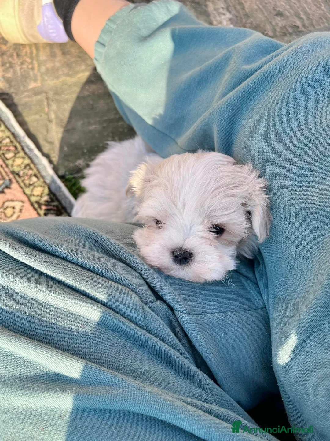 Maltese cani in vendita: Cuccioli maltesi con pedigree ENCI a Città Metropolitana di Firenze - Annuncio 3
